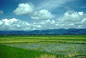 Ricefields near Pagsanjan or Tarlac.